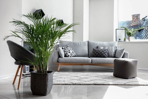 Décor Ideas with Indoor Palms 9