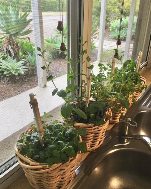 Indoor Herb Garden on Instagram 9