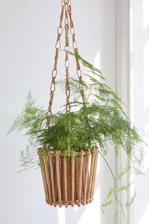 Unique Indoor Plants in Hanging Baskets 9