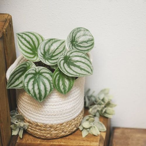 Indoor Plants that Look Better in Baskets 7