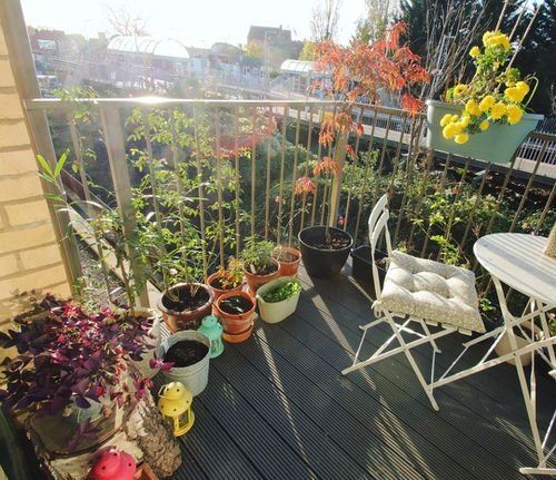 Top Balcony Gardens of November 2020 on Instagram 8