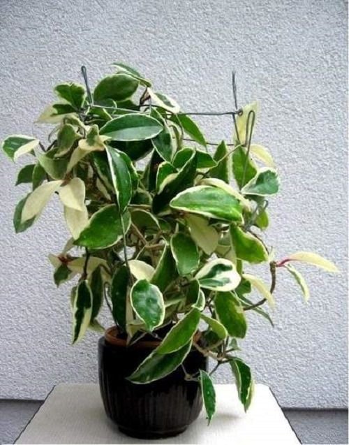 Variegated Versions of Most Popular Houseplants 57