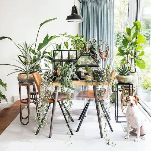 Best of Indoor Plant Décor on Instagram 10