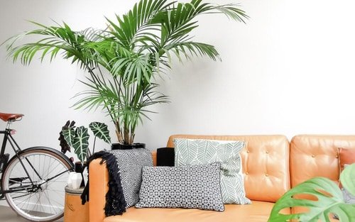 Décor Ideas with Indoor Palms 10