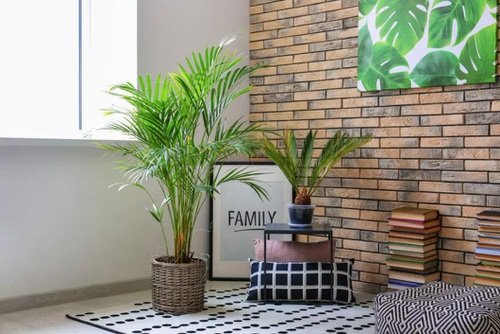 Décor Ideas with Indoor Palms