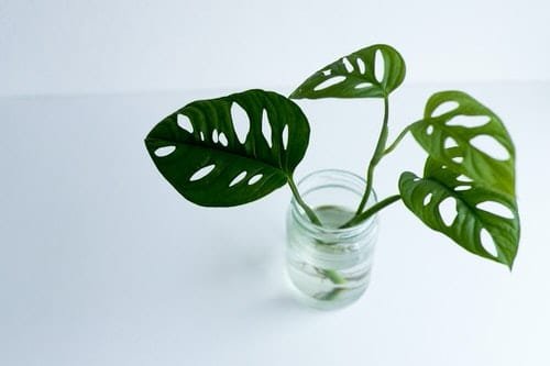 Indoor Plants in Glass Jars Ideas