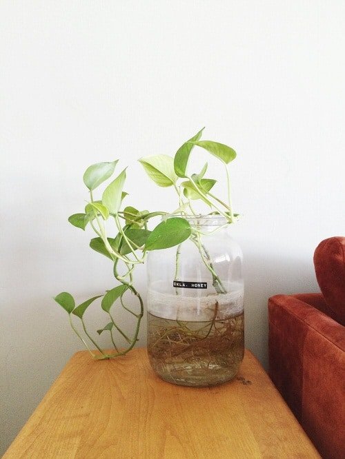 Growing Philodendron in Water