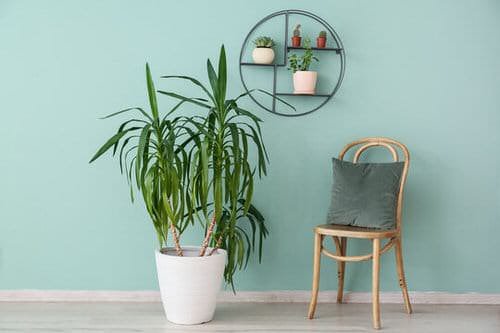 Pin Worthy Houseplant Pictures 16