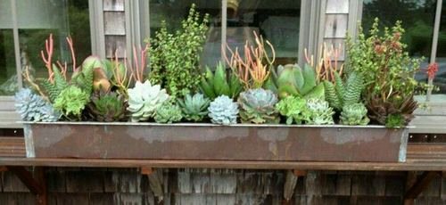 Succulent Window Box Ideas 