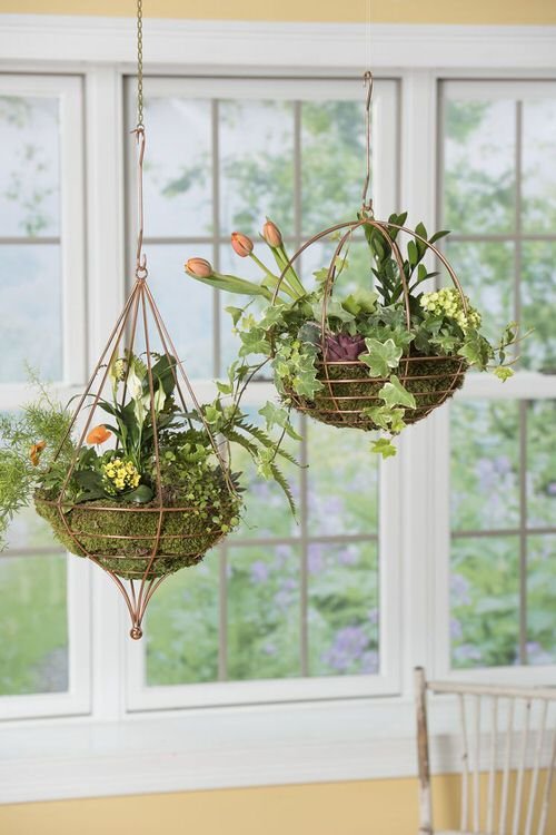Unique Indoor Plants in Hanging Baskets