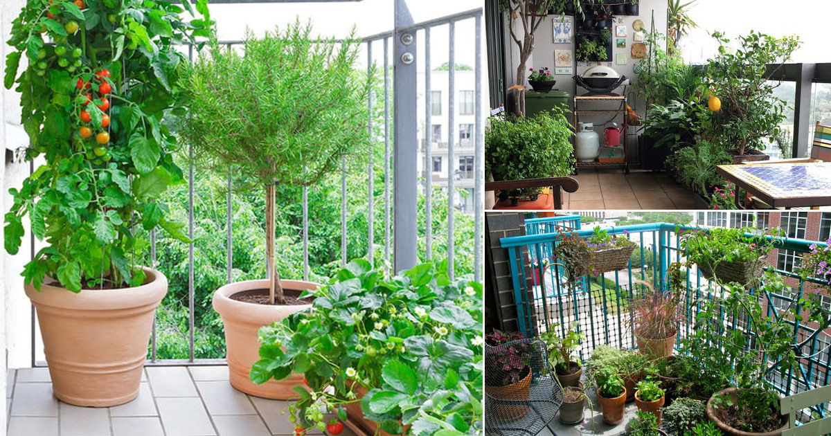 20 Edible Balcony Garden Pictures for Ideas | Balcony Garden Web