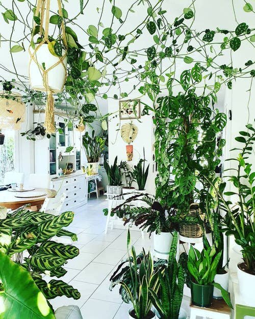 Best of Indoor Plant Décor on Instagram 11