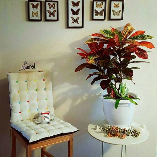 Tropical Indoor Plants Pictures and Ideas from Instagram 11
