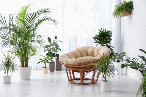 Pin Worthy Houseplant Pictures 10