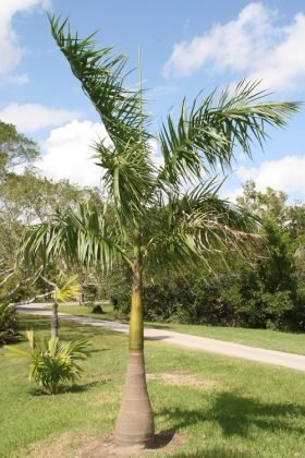 80 Popular Types of Palm Plants | Balcony Garden Web