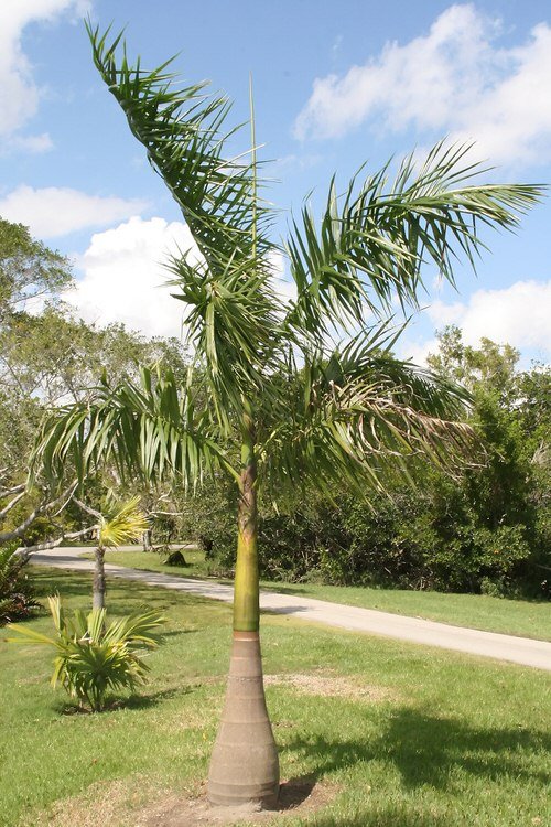 Types of Palm Plants 12