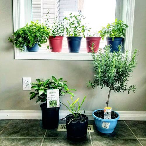 Indoor Herb Garden on Instagram 12