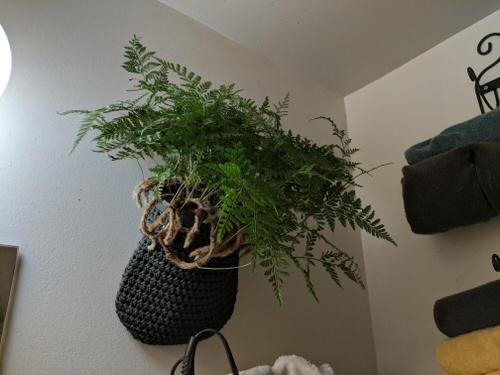 Indoor Plants that Look Better in Baskets 10