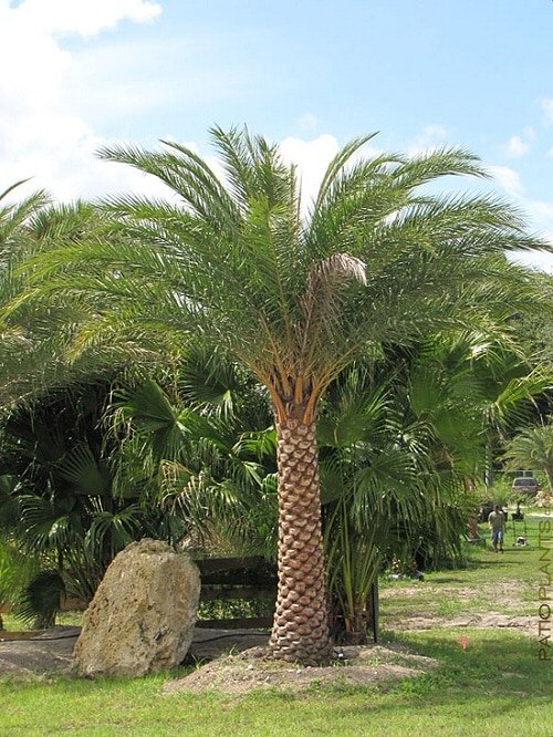 Types of Palm Plants 13