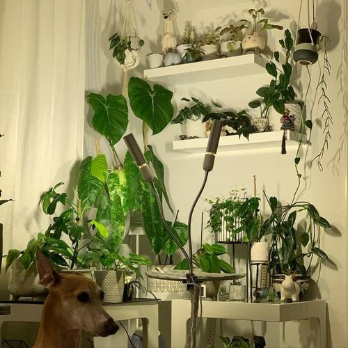 Best of Indoor Plant Décor on Instagram 13