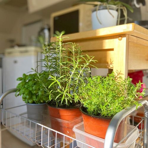 Indoor Herb Garden on Instagram 13