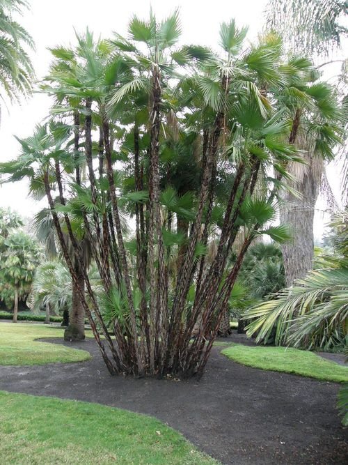Types of Palm Plants 14