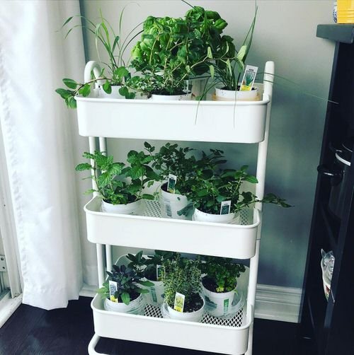Indoor Herb Garden on Instagram 14
