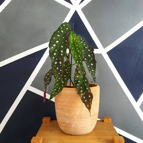Tropical Indoor Plants Pictures and Ideas from Instagram 14