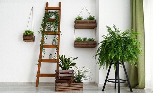 Pin Worthy Houseplant Pictures 4