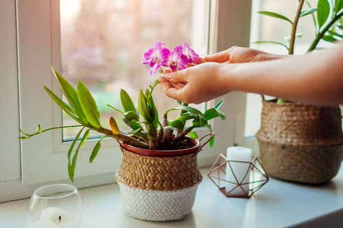 How to Water Orchids 3