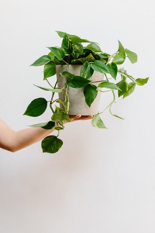 Best Houseplants for Stressed Out People 2