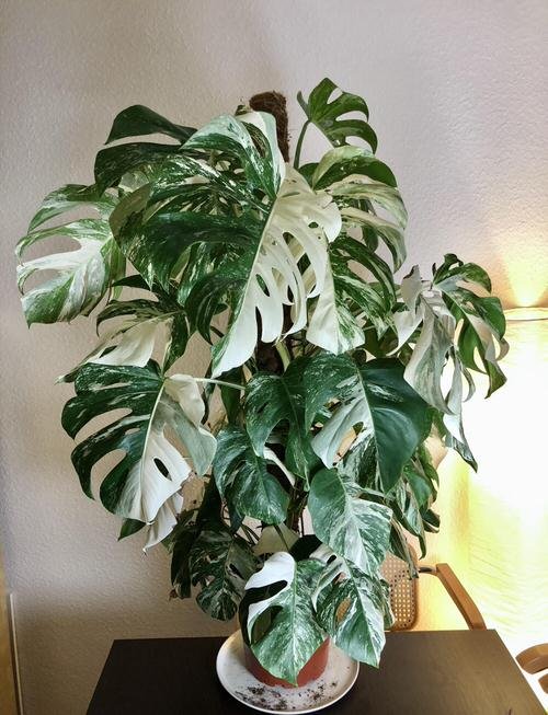 Best Tall Houseplants with Patterns 2