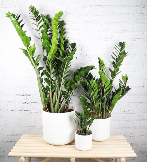 Houseplants You Can't Kill Even If You Want 2