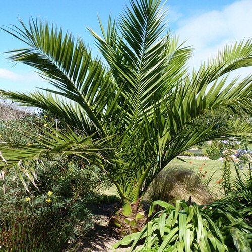 Types of Palm Plants 16