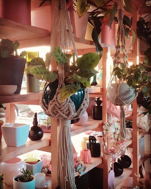 Tropical Indoor Plants Pictures and Ideas from Instagram 16