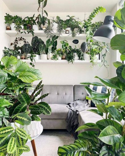 35 Tropical Indoor Plants Pictures and Ideas from Instagram