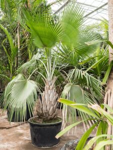 80 Popular Types of Palm Plants | Balcony Garden Web