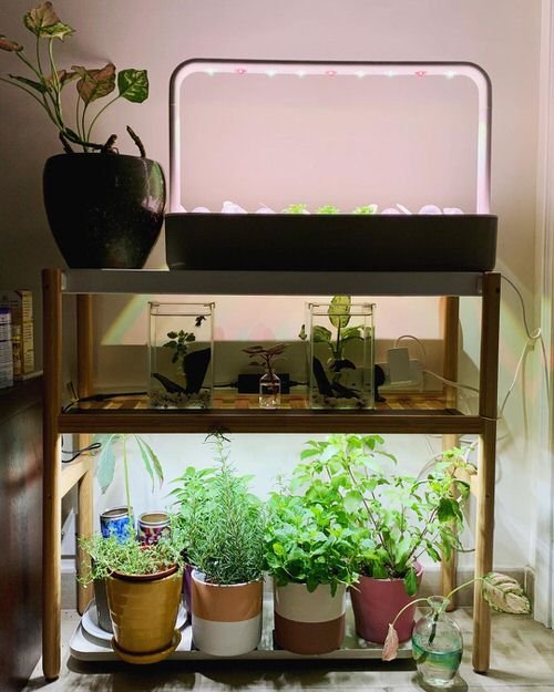 Indoor Herb Garden on Instagram 18