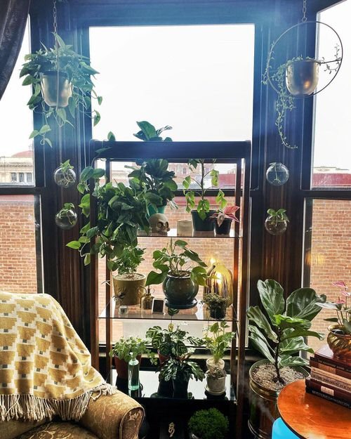 Tropical Indoor Plants Pictures and Ideas from Instagram 17