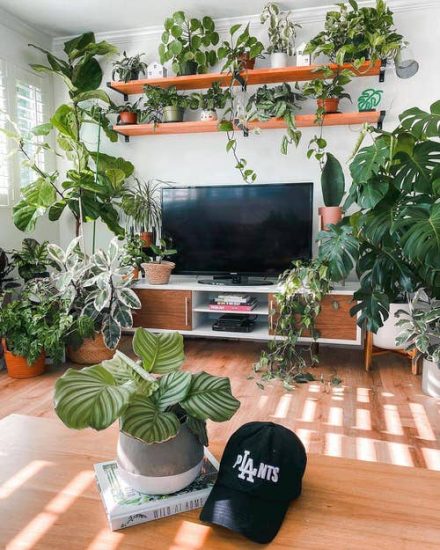 35 Tropical Indoor Plants Pictures and Ideas from Instagram