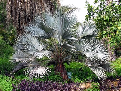Types of Palm Plants 18