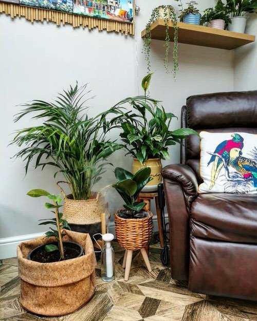 Tropical Indoor Plants Pictures and Ideas from Instagram 18