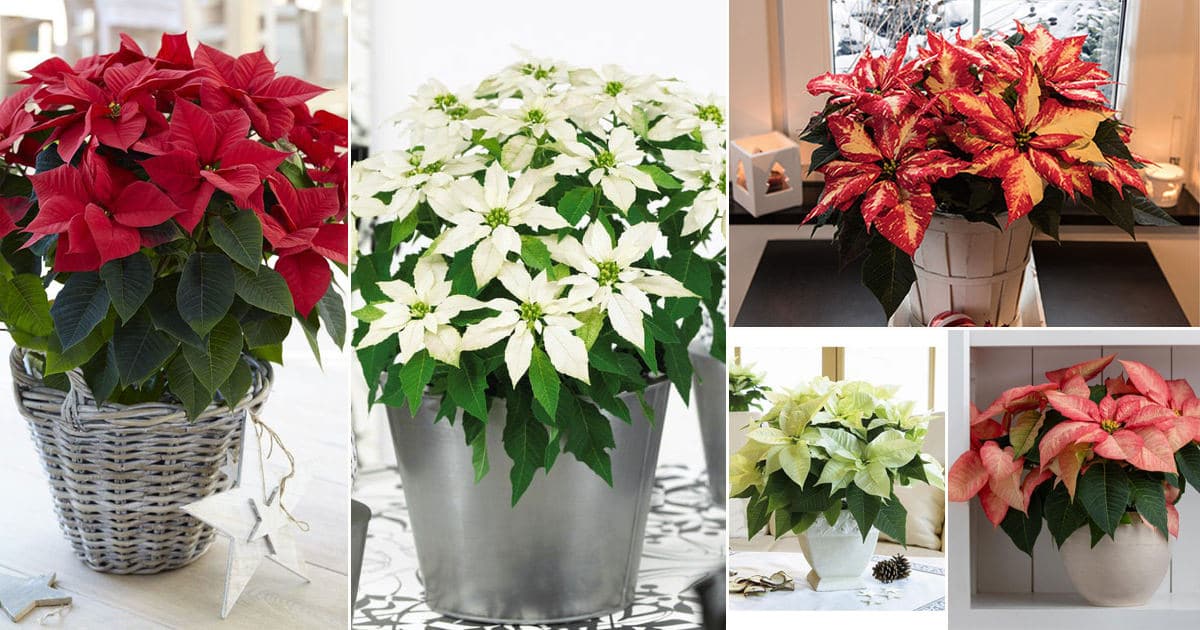 37 Types Of Poinsettias You Can Grow Indoors | Best Poinsettia Varieties