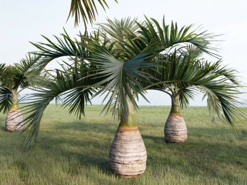 Types of Palm Plants 19