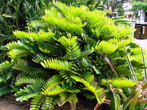 Types of Palm Plants 20