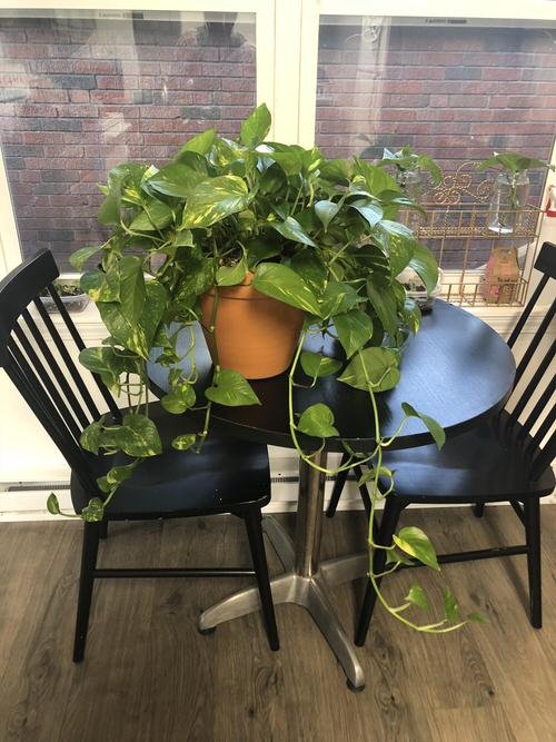 Best Indoor Plants for Dining Room 2
