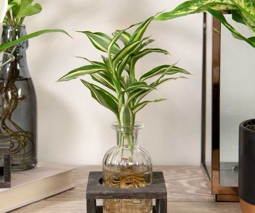 Indoor Plants in Glass Jars Ideas 2
