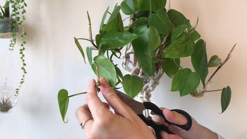 Growing Philodendron in Water 2
