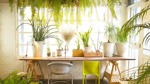 Indoor Plants Dining Room Décor Ideas 2