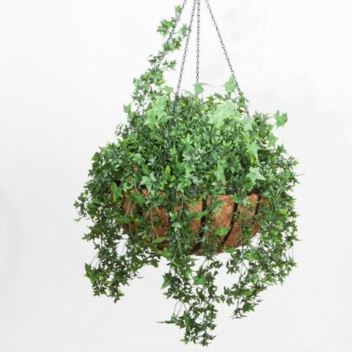 Unique Indoor Plants in Hanging Baskets 2